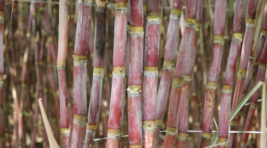 Sugarcane
