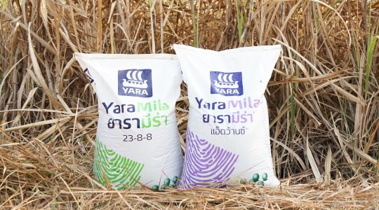 Fertilizer for Sugarcane