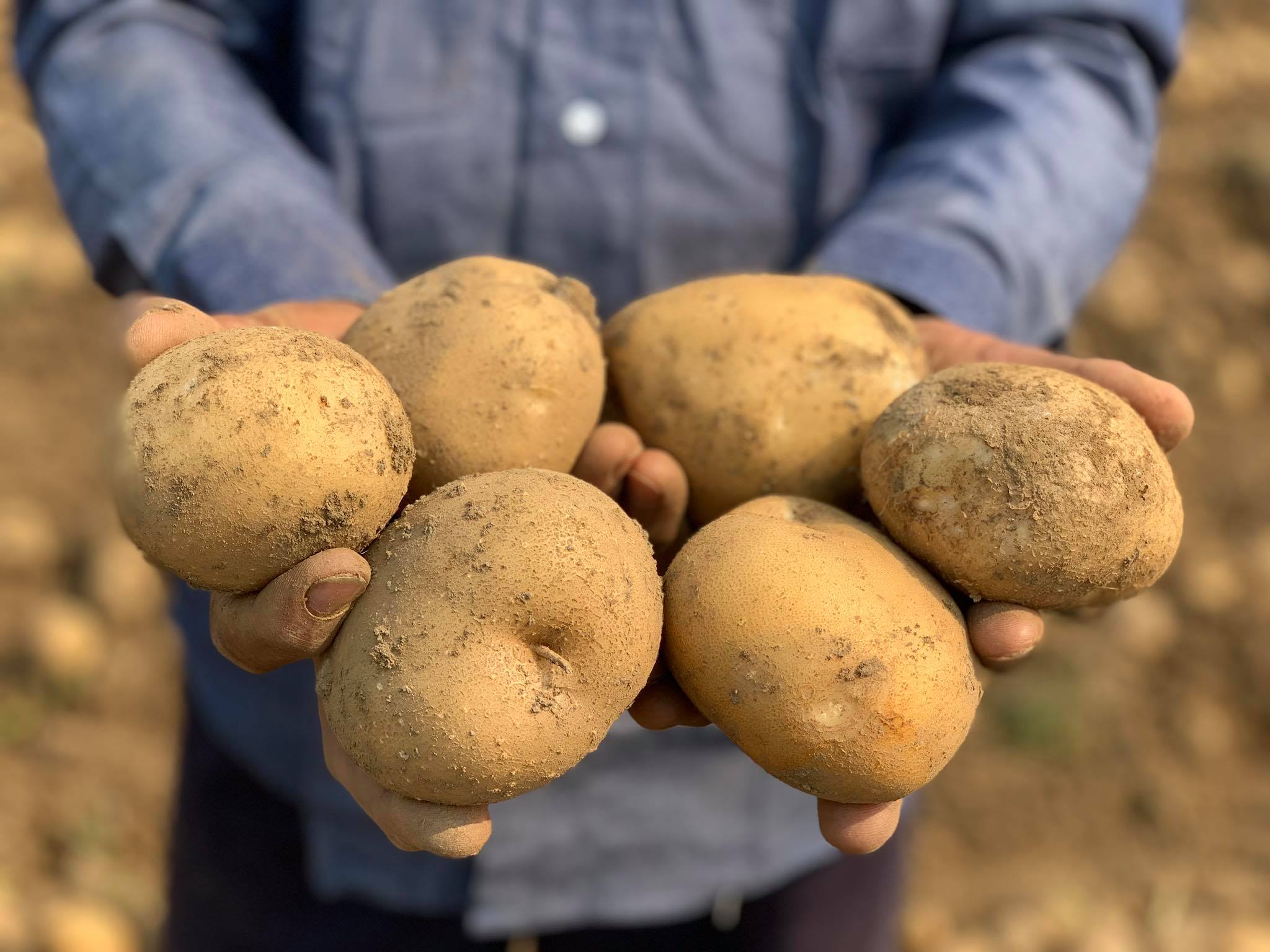 มันฝรั่ง