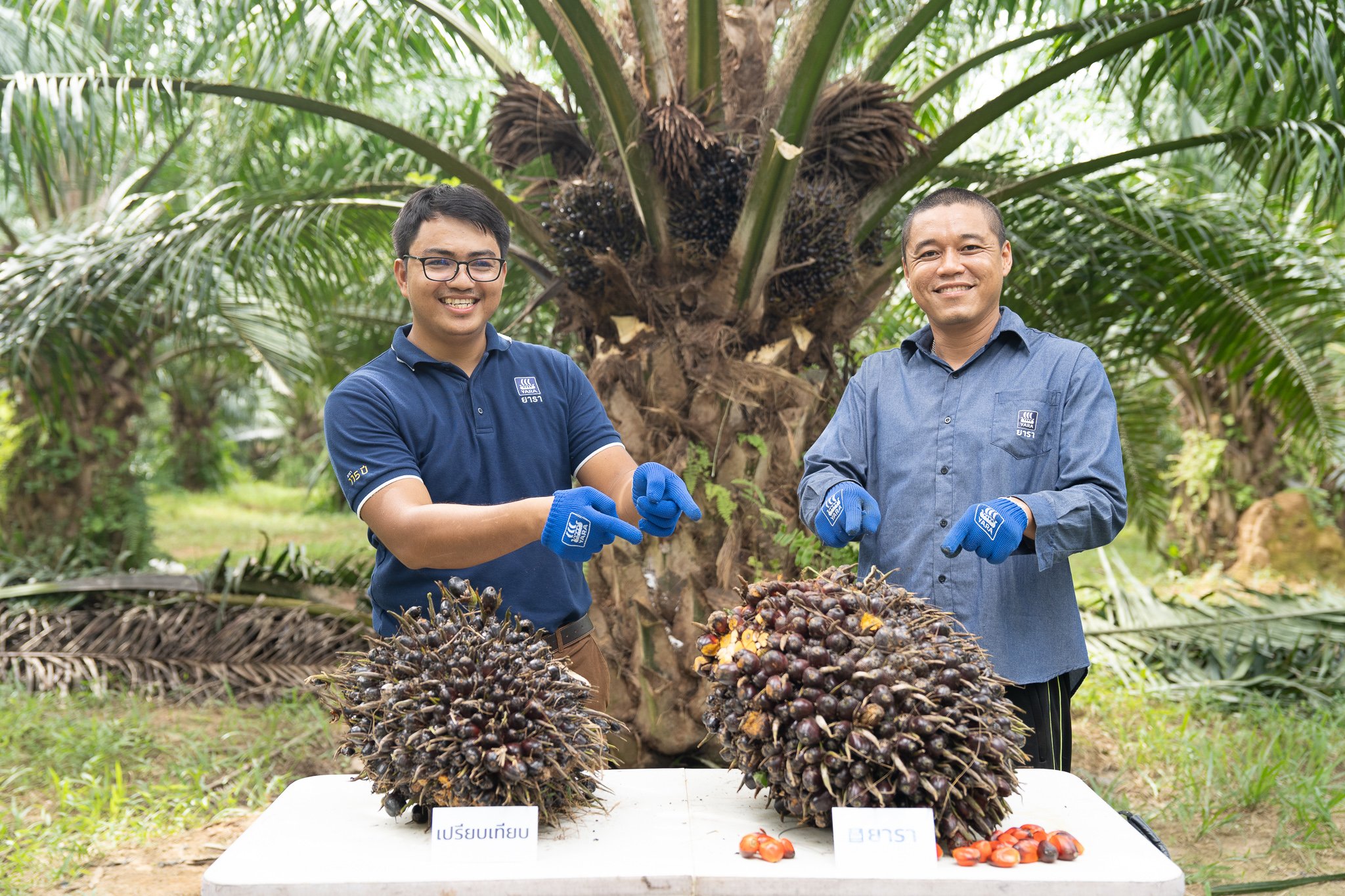 นักวิชาการยารา พืชปาล์มน้ำมัน