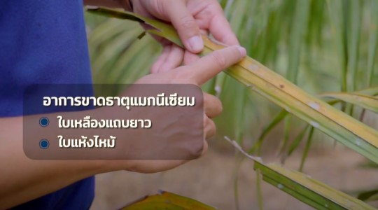 ปาล์มน้ำมัน