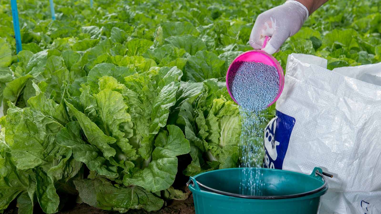 พืชตระกูลกะหล่ำ