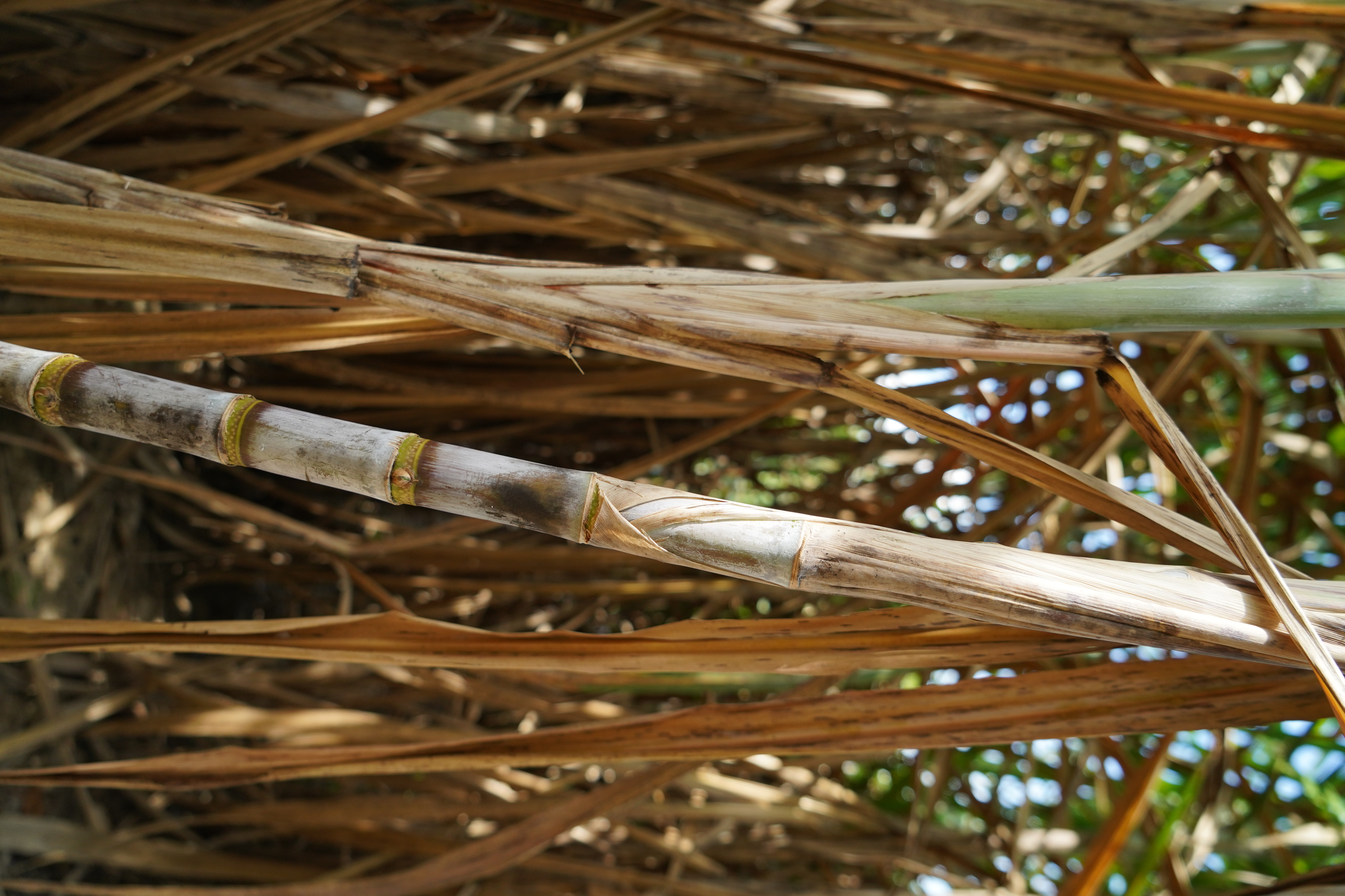 sugarcane