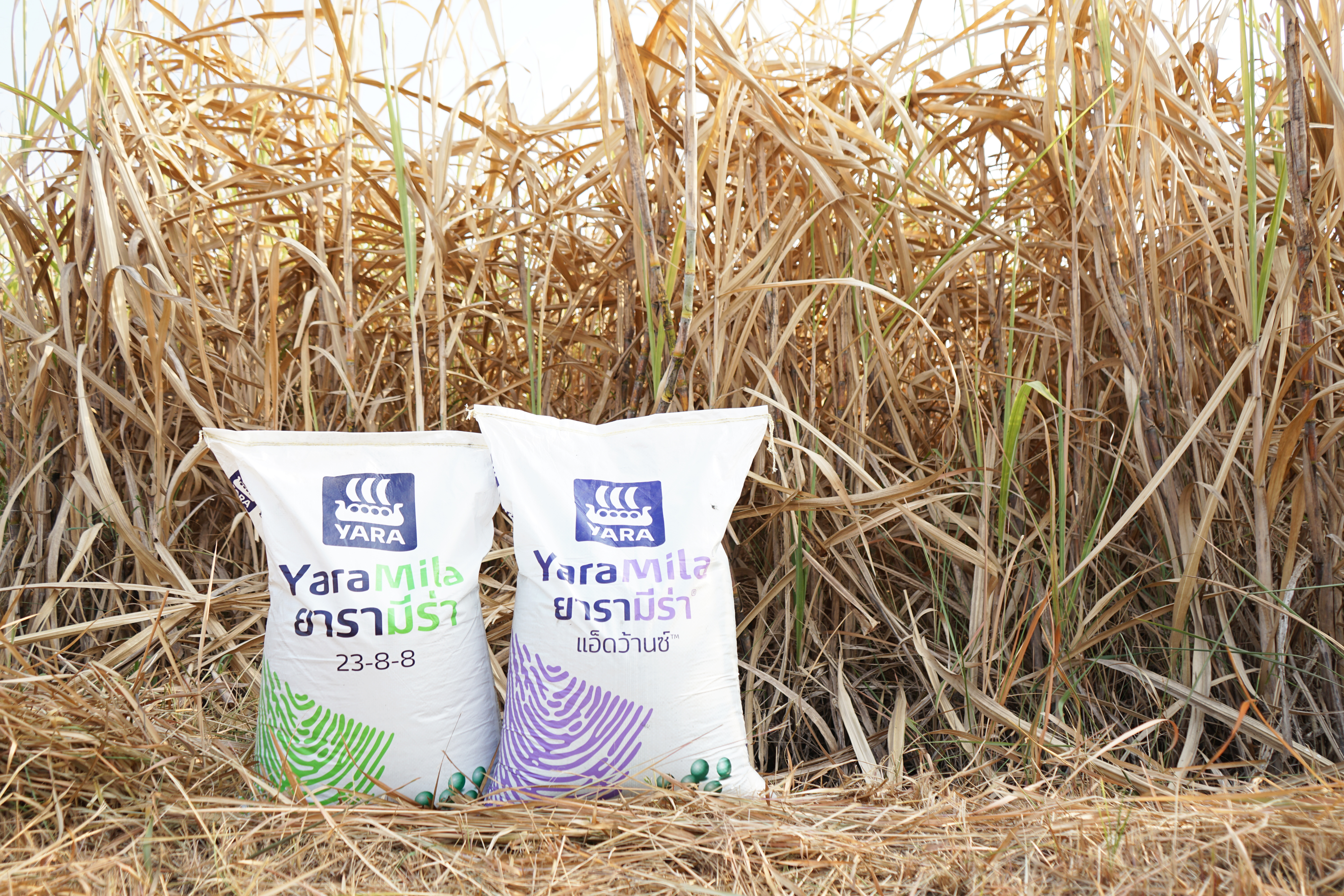 Fertilizer for sugarcane