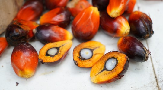 นักวิชาการยารา พืชปาล์มน้ำมัน