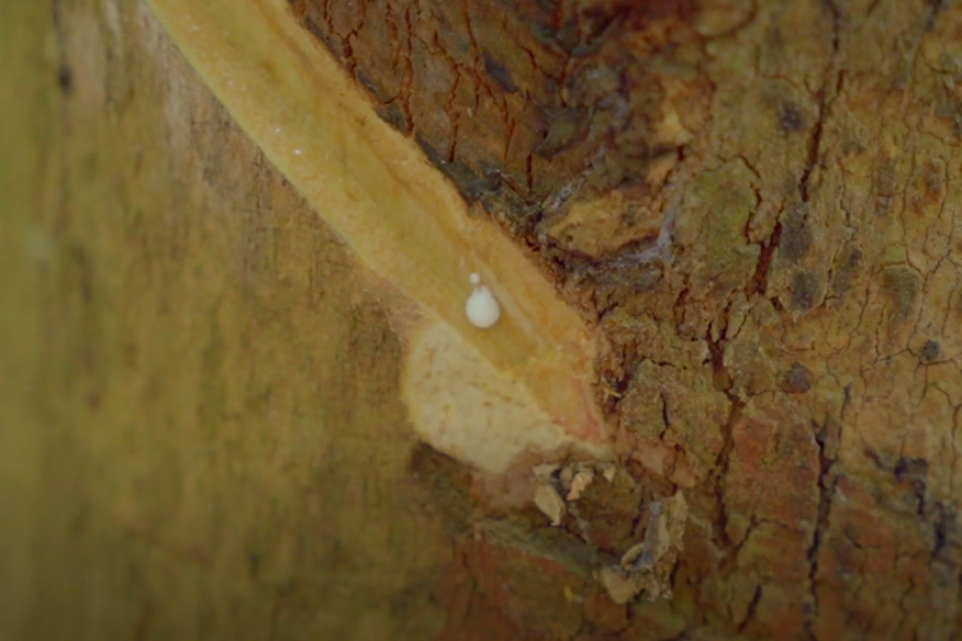 หน้ายางตายนึ่งชั่วคราว