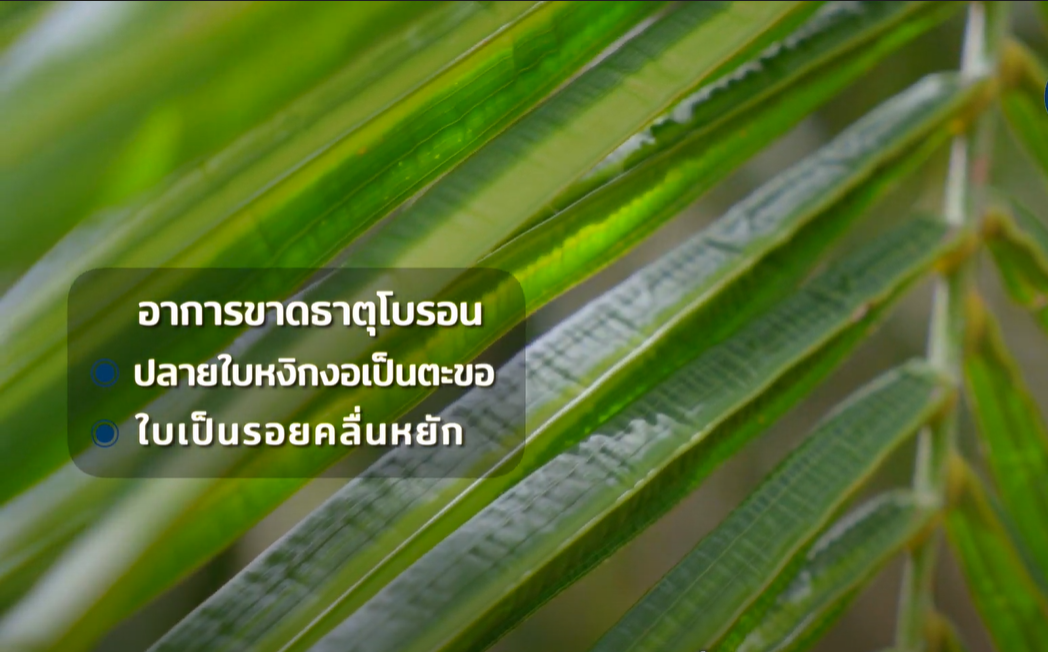 ปาล์มน้ำมัน