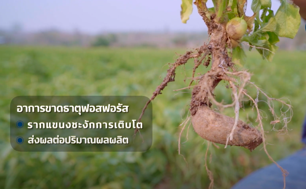 อาการขาดฟอสฟอรัสในมันฝรั่ง