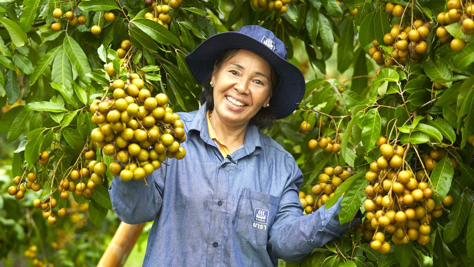 longan farmer chantaburi