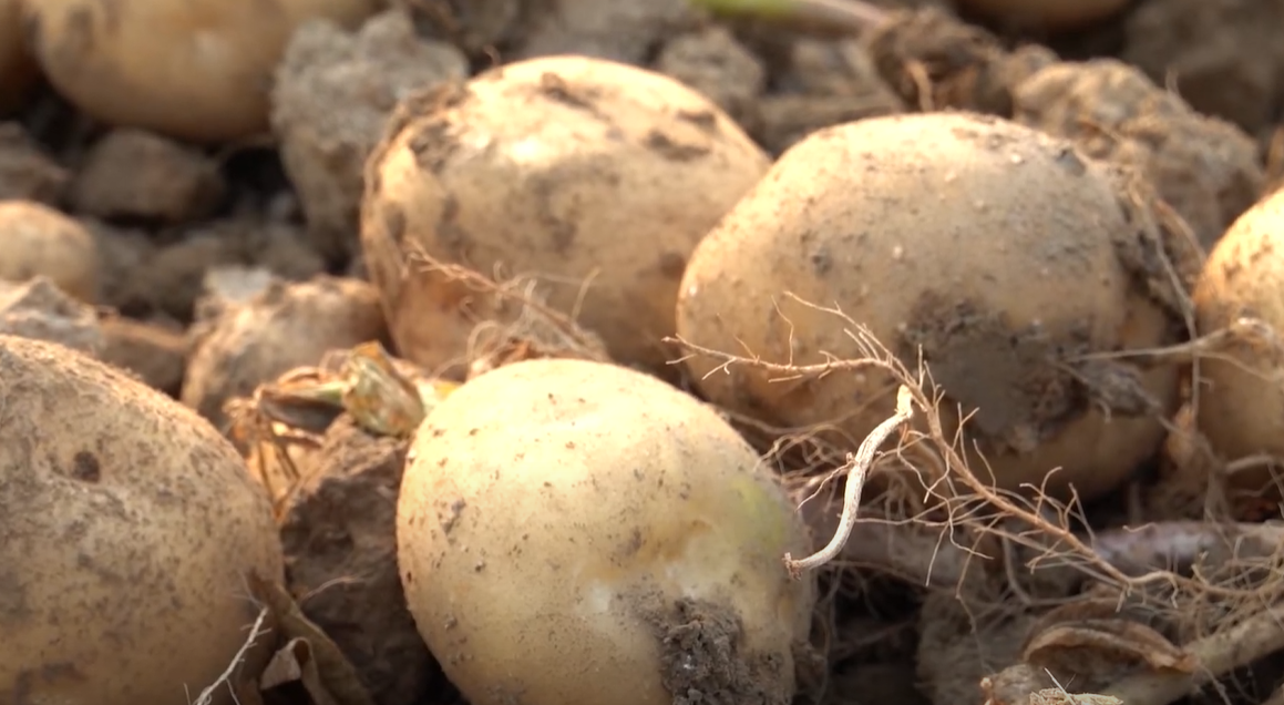 มันฝรั่ง