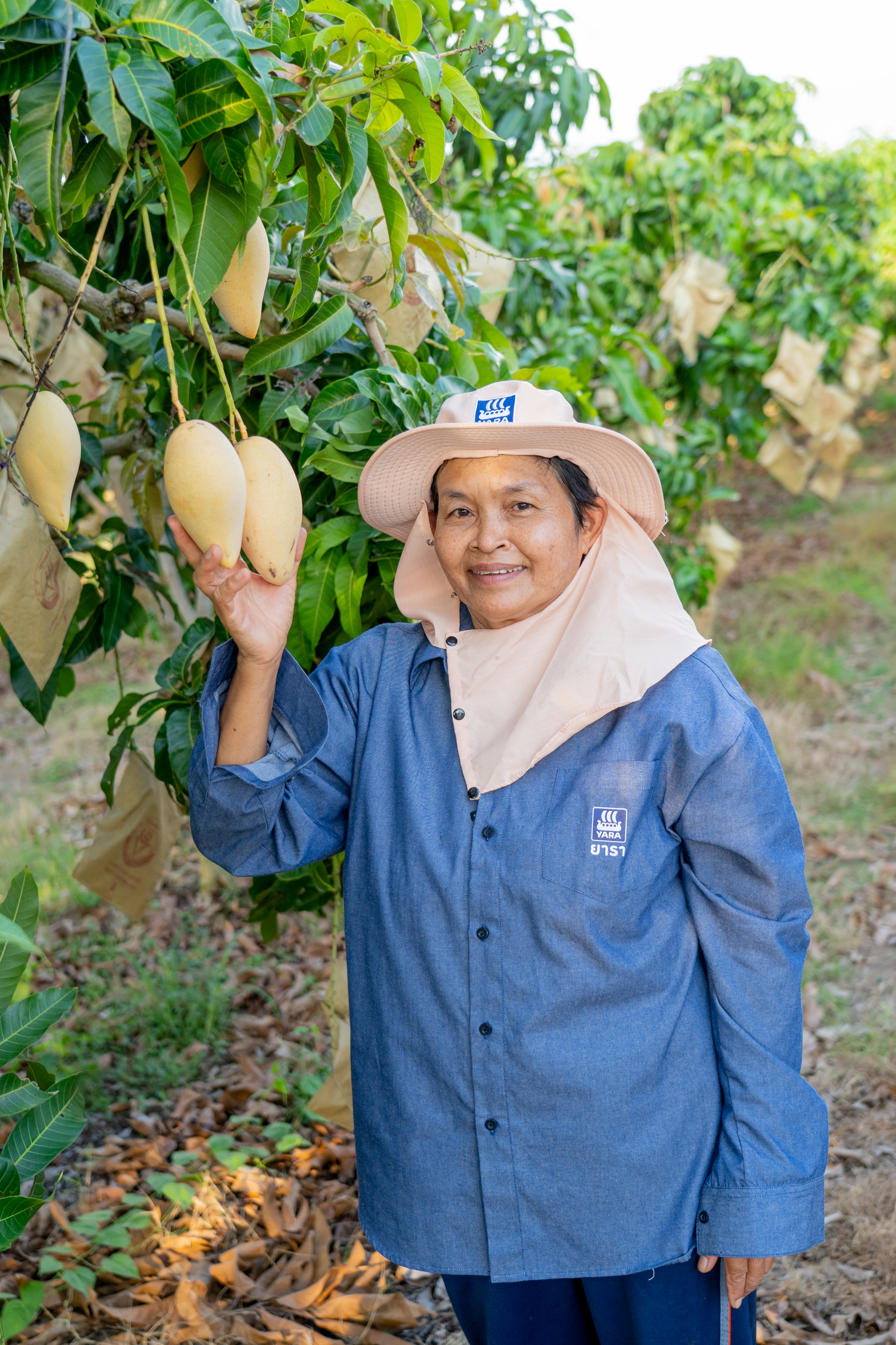 เคล็ดลับการบำรุงมะม่วง