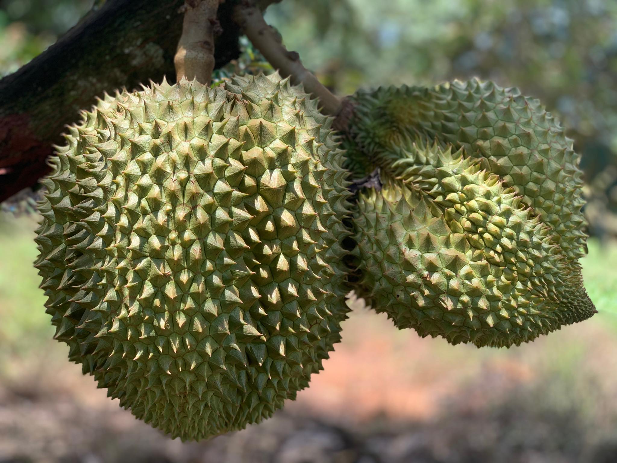 durian