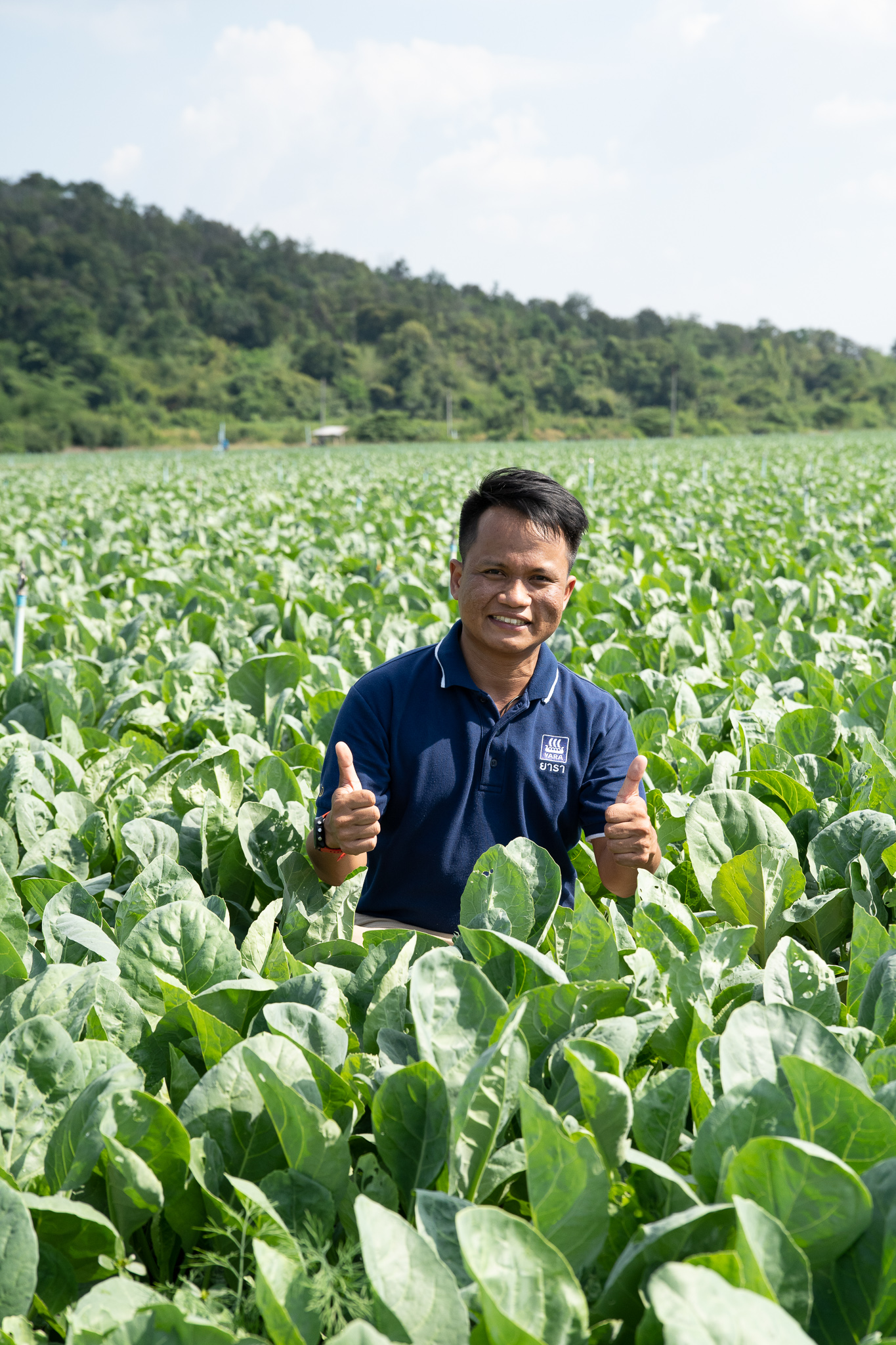 แปลงผักคะน้า