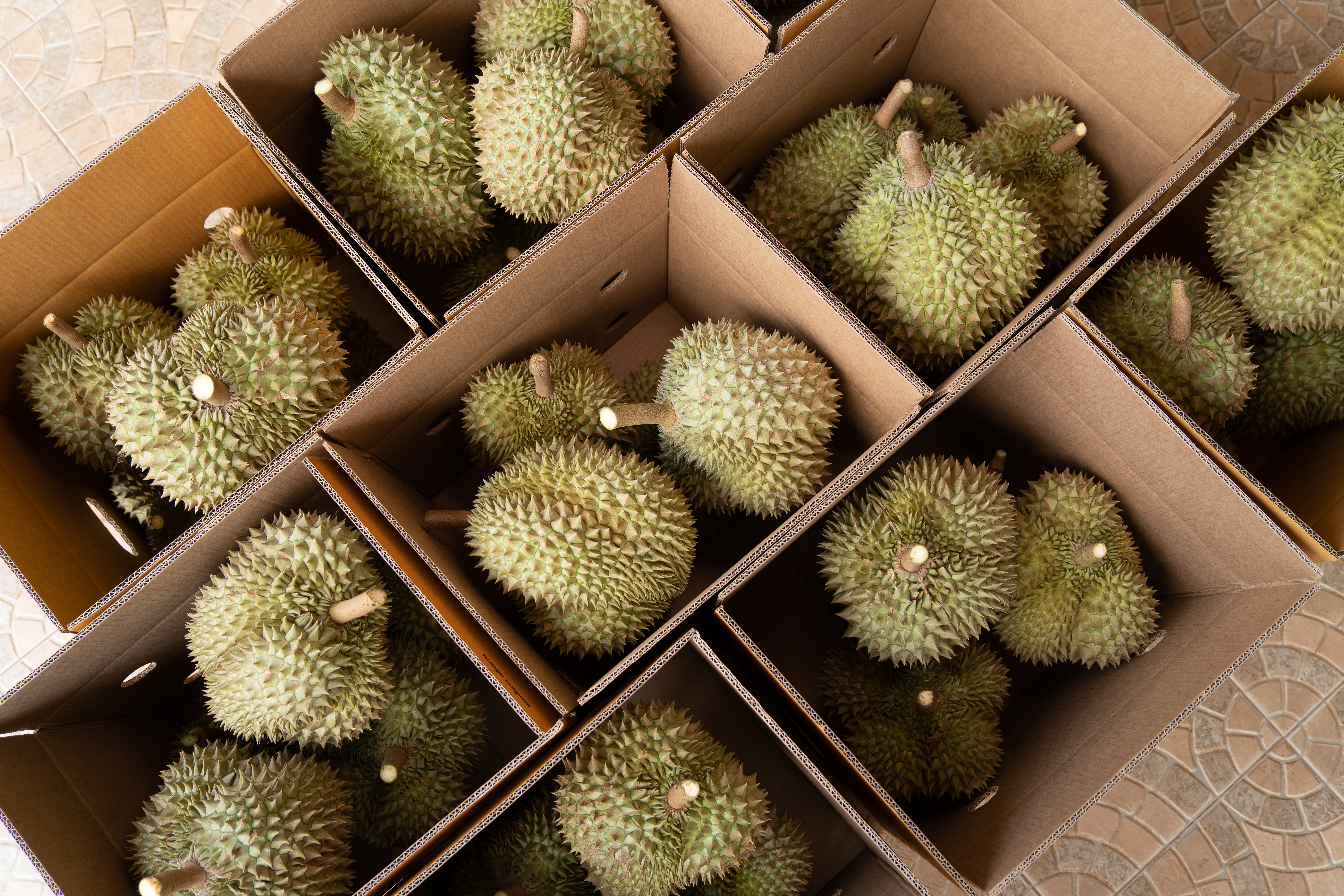 ทุเรียน