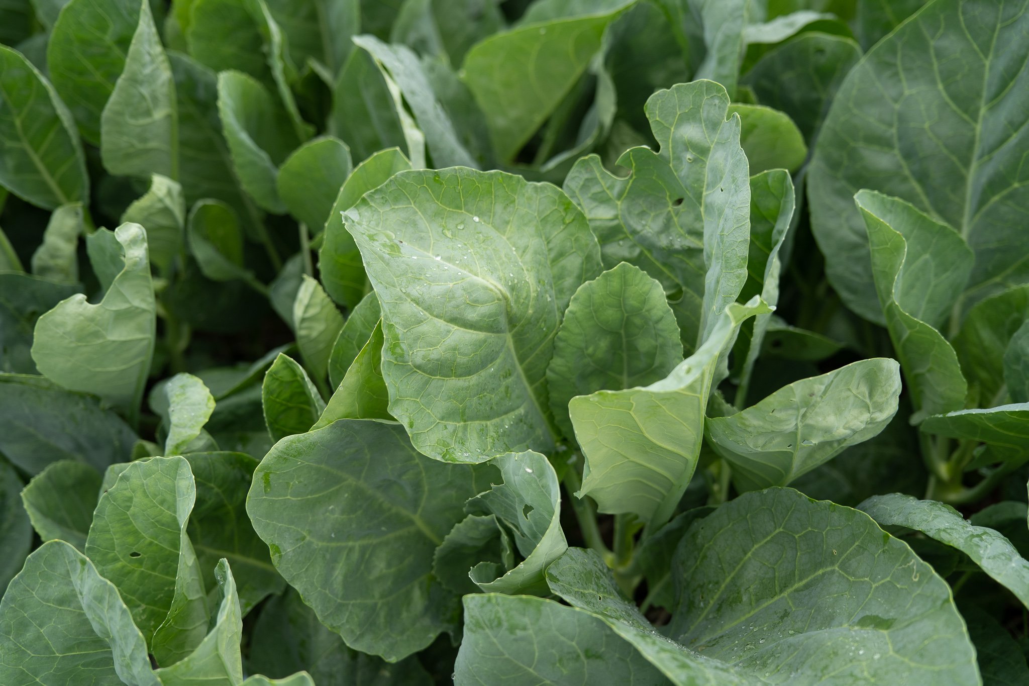 ผักคะน้า