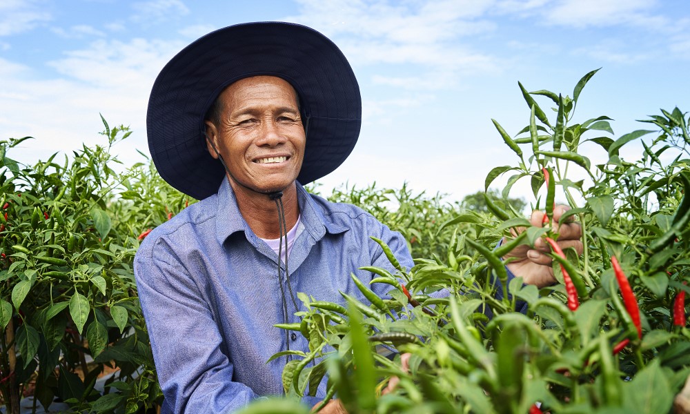 chili farmer