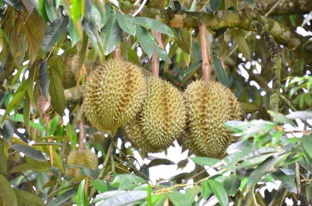 Durian