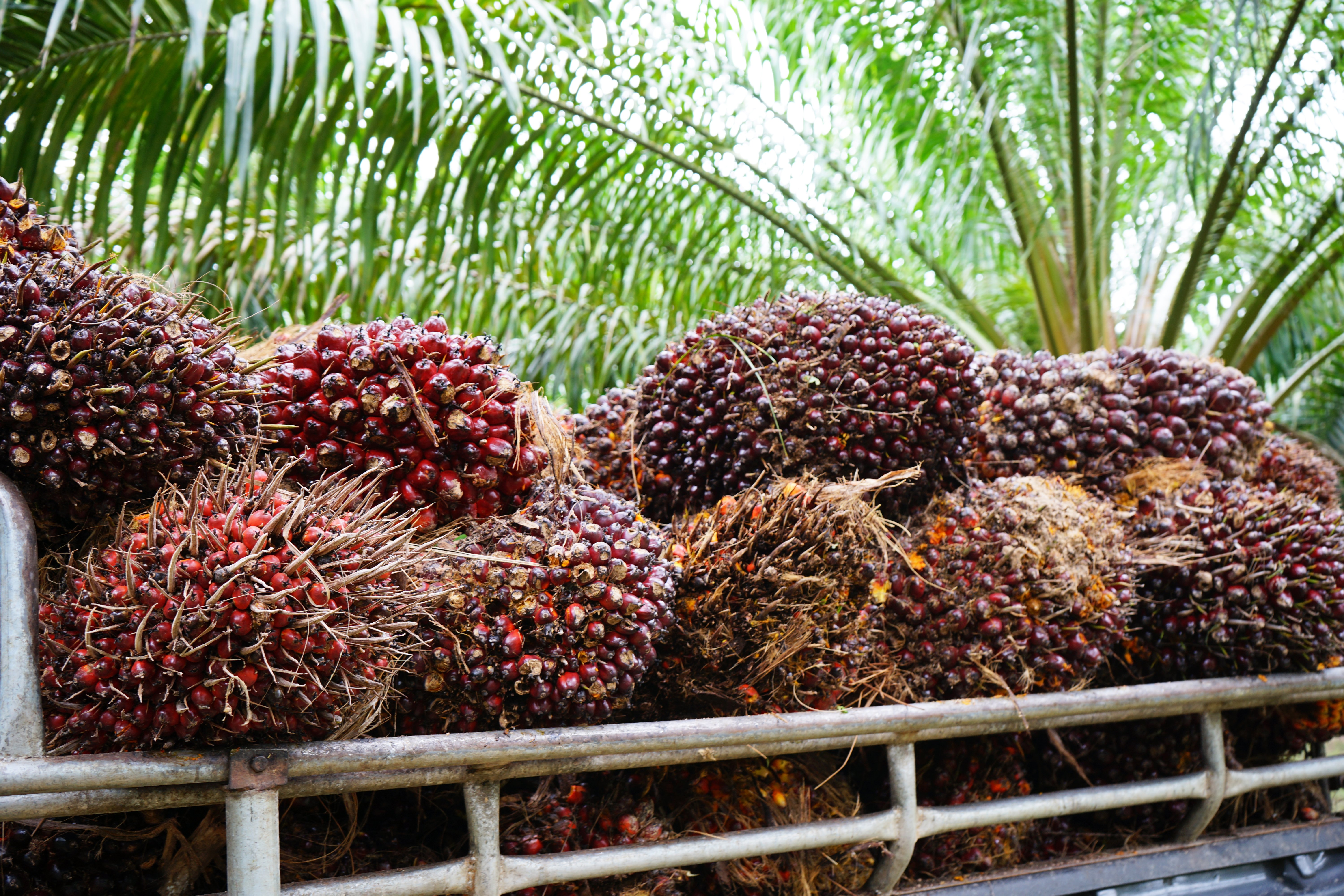 Oilpalm