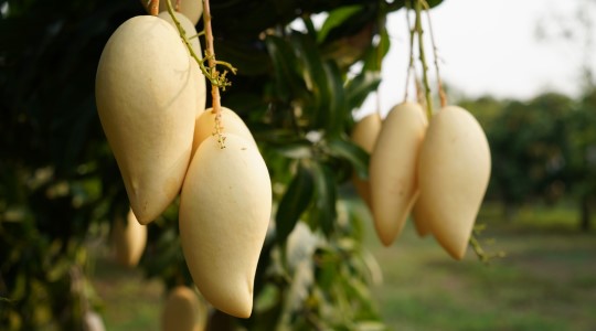 การใช้ปุ๋ย ในพืชมะม่วง